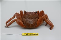 藏品(細紋方蟹)的圖片